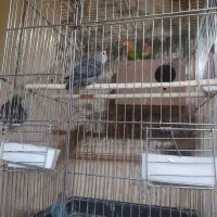 عروس هلندی .قناری .طوطی برزیلی|پرنده|کنگاور, |دیوار