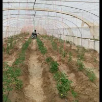 کارگرساده ، کشته گر، دهقان