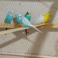 مرغ عشق سر حال|پرنده|قم, نیروگاه|دیوار