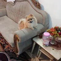 سگ پامر ماده. سالم شناس نامه داره|سگ|سبزوار, توحیدشهر|دیوار
