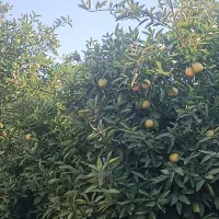 خونه باغ سرپری ۳۵۰۰متر