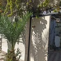 نخل خرما برحی خوزستان شیرین ومغذی چهارساله|گل و گیاه طبیعی|شیراز, اصلاحنژاد|دیوار
