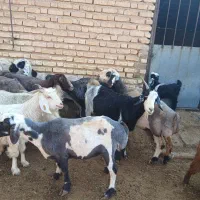 فروش بز آبستن سنگین چنتا ش تا هفت روزیکه میزایند|حیوانات مزرعه|مرودشت, نقش رستم|دیوار