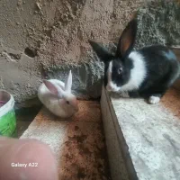خرگوش فروشی