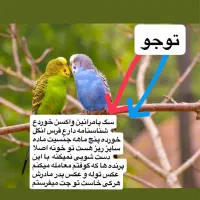 معامله مرغ.عشق عروس هلندی قناری فنچ طوطی کوتوله