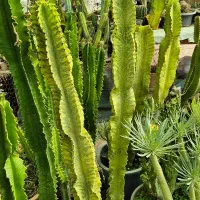 کاکتوس بزرگ|گل و گیاه طبیعی|تهران, شهرک چیتگر|دیوار