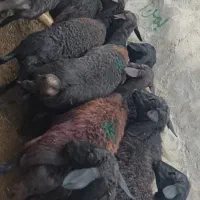 گوسفند  آبستن قره فزل