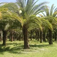 باغ-خرما