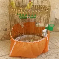 فروش یک جفت مرغ عشق جوان و سرحال|پرنده|بانه, |دیوار