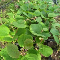 نهال کیوی هایوارد طلایی یکساله و دوساله|خدمات باغبانی و درختکاری|لیسار, |دیوار