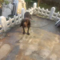 پوینتر ماده|سگ|لاهیجان, لیالستان|دیوار