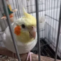 عروس هلندی لوتینو|پرنده|شیراز, شاهچراغ|دیوار