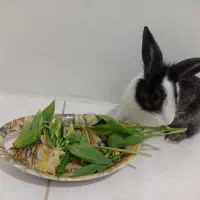 خرگوش سالم و سرحال