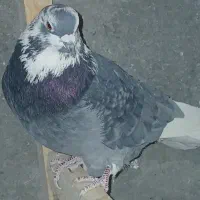 کبوتر کفتر|پرنده|الیگودرز, |دیوار