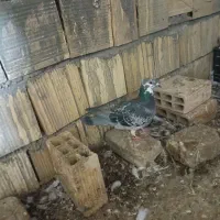 ماده پلاکی مینا