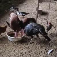 فروش بوقلمون