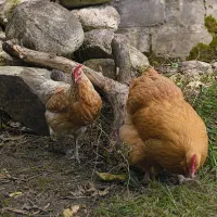 مرغ اورپینگتن بوف و محلی