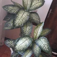 فروش گل طبیعی