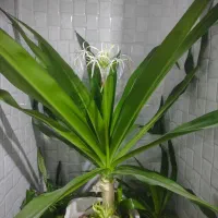 گل ذرتی بزرگ