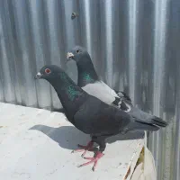 نرو ماده پلاکی