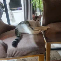 واگزاری دوتا بچه گربه|گربه|تهران, مجیدآباد|دیوار