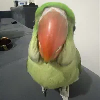 ۳ تا جوجه شاه طوطی نر تازه دونخور