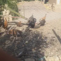 دوعدد بوقلمون نر برنزه پنج عدد بوقلمون ماده|حیوانات مزرعه|قیدار, |دیوار