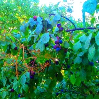باغبانم رسیدگی نگهداری خدمات|خدمات باغبانی و درختکاری|اراک, |دیوار