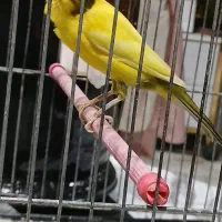 ۳ عدد قناری نر رسمی بخون|پرنده|تهران, هفده شهریور|دیوار