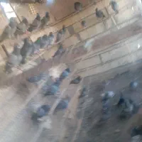 کفتر نوک گنده|پرنده|قم, آذر (نکویی)|دیوار