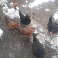 مرغ و خروس محلی