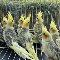 دنیای عروس هلندی دستی سخنگو نر ماده باضمانت ۵سال|پرنده|تهران, استاد معین|دیوار