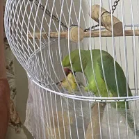 طوطی ملنگو نر +قناری