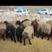 بزرگترین مرکزعرضه گوسفند زنده/خونی