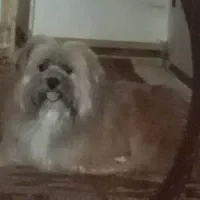 واگذاری سگ آروم دویت داشتنی حرف گوشکون