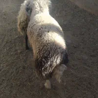 یک عدد قوچ سبز روزگاری مال گله داری و میش رون