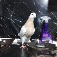 طوقی امیر|پرنده|شاهین‌شهر, شیخ بهایی|دیوار