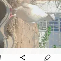 کبوتر|پرنده|سیمین شهر, |دیوار