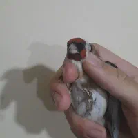 سهره نر قطعه دار خوشتیپ و استایل