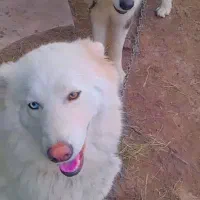 توله هاسکی|سگ|رشت, حومه رشت|دیوار