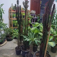 فروش فوقالعاده گل های آپارتمانی|گل و گیاه طبیعی|بیرجند, |دیوار