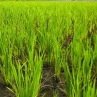 زمین 5000 کشاورزی برنج اقبال سرکول نالکیاشر