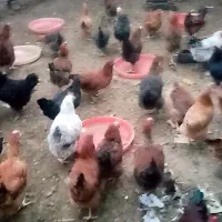 خرید و فروش مرغ و خروس محلی