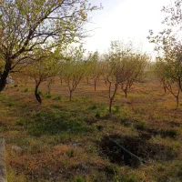 فروش باغ ۱۵۰۰ متری و ۱۰۰۰۰متری|فروش دفتر صنعتی، کشاورزی، تجاری|زنجان, |دیوار