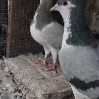 جفت فیروزه دمگیر سینه دم پاک