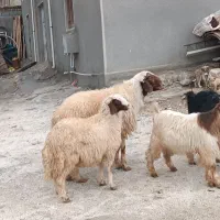 بره وقوچ اصیل سنجابی فروشی