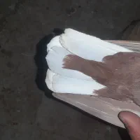 کبوتر دم سفید