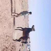 مادیان کرد سواری دار