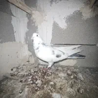 نر خالپیس|پرنده|ایذه, |دیوار