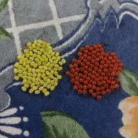 دو عدد تسبیح شاه مقصود بسیار قدیمی